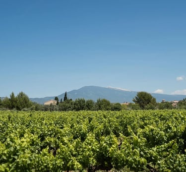 Vue du Mont Ventoux et des Vignes