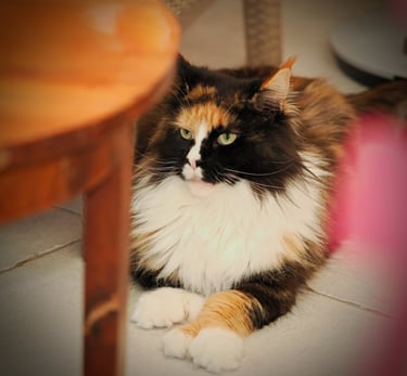 polydactyle pattes avants et pattes arrieres