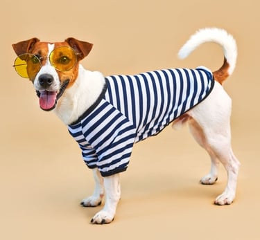 Un lindo Jack Russell Terrier con gafas de sol amarillas y una camisa de perro a rayas.