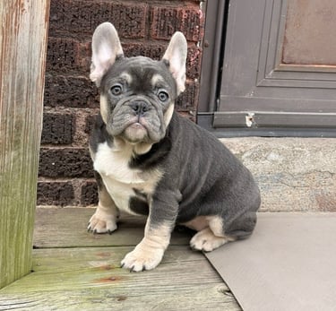 A lilac french bulldog puppy