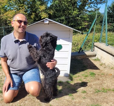 Panzer, étalon Schnauzer miniature