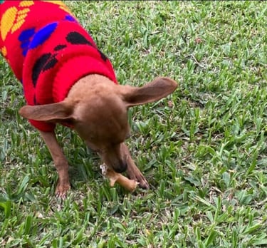 Esta perrita disfruta de un rico snack. Las patas de gallinas son una rica fuente de proteínas