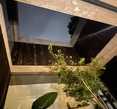 a plant in a potted on a table