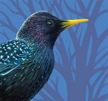 Bird painting in acrylics called 'Midnight Starling'