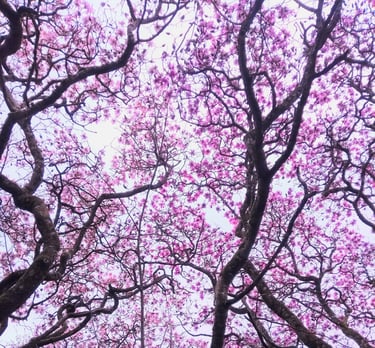 Magnolia tree with pink flowers on it - original photograph Mark D. Exon