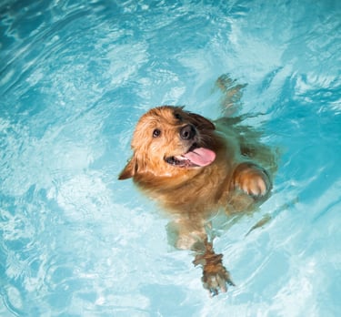 cachorro se divertindo na piscina