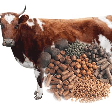Animal Feed  Customizable Animal feed  Cow Feed  Goat Feed