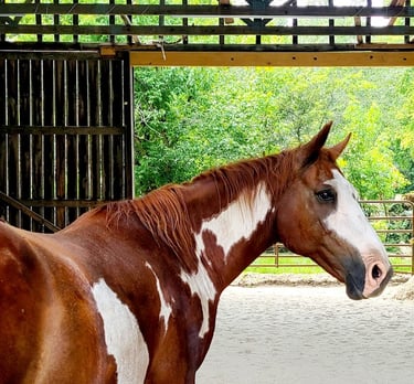 Health Vibes - Horses have similar behaviors as humans and they're very intelligent 