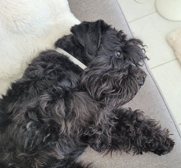 Vintus, étalon élevage des Diamants Noirs d'Also