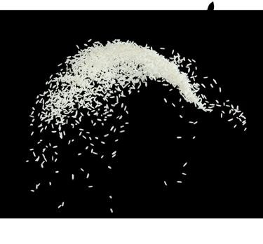 Rice - WEARE OCEAN EXPORT