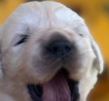 Time for Blue Puppy to wake up for worming treatment, weighing and some playing