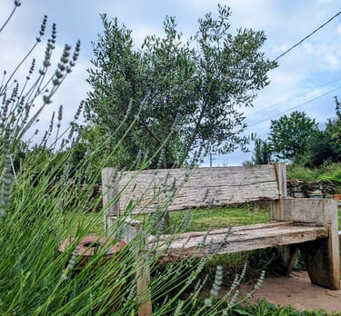 Un banc en bois, de la lavande et un olivier