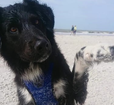 a dog sitting on a sandy beach with a blue bandanna