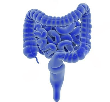 the gut