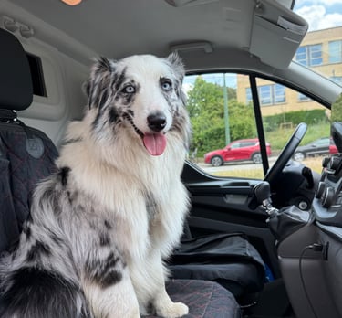 dog taxi, veterinary, groomer 