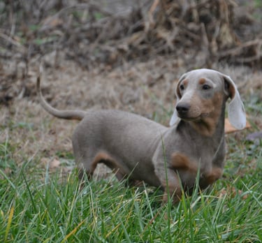 dachsund from shady acres kennel
