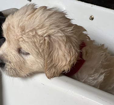 Sometimes an emergency bath is nessesary