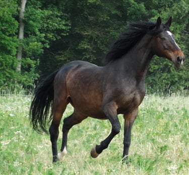 Beau cheval marron d'équithérapie au galop dans la nature