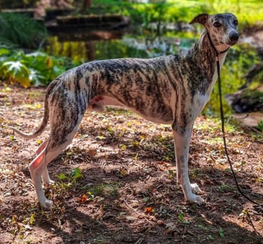 Lévrier whippet en exosition canine