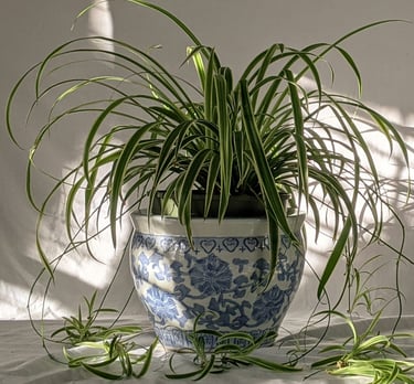 Spider Plant Chlorophytum comosum