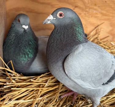 two blue bar pigeons sitting in hay 