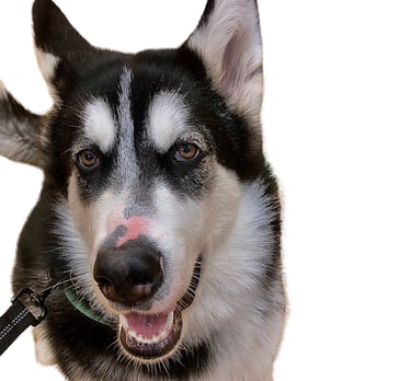 petsitter rhone