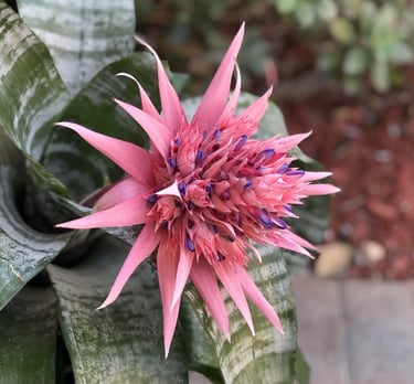 photo: a bright pink spiky flower emerging from a green snake plant