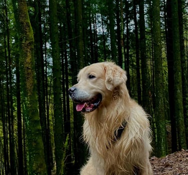 Our beautiful Ziggy that loves the forest and long walks