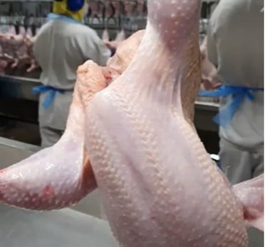 post mortem de suínos