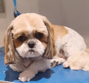 Shih tzu on a dog grooming table after being groomed.
