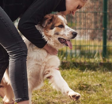 Séance d'ostéopathie animale pour votre chien en Belgique