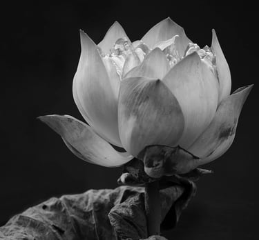 Holistic health coaching, menopause coaching, healthy ageing coaching