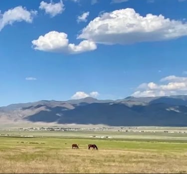a herd of horses grazing in a field