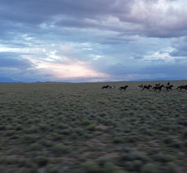 a group of wild horses in the desert