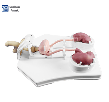 Urological Endoscopy Training Model