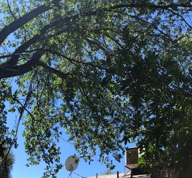 tree branch hanging near white house with blue trim