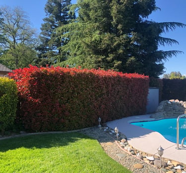 large bushes near a pool and a fenced in area