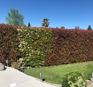 large bushes in manicured lawn
