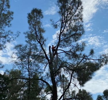 arborist in tall pine tree