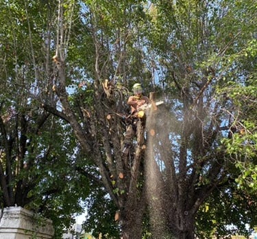 arborist in tree using chainsaw to cut branch with chips flying