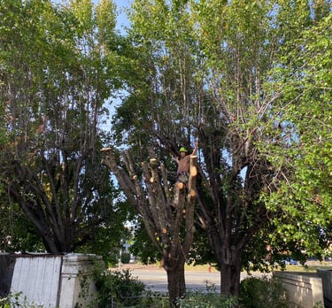 arborist with arms outspread in trimmed tree