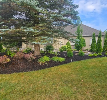 Professional front yard landscaping with black mulch, evergreen trees, and vibrant perennial flowers.