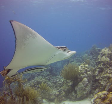 raya en en mar del Caribe