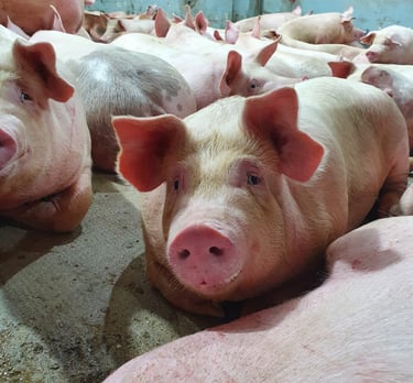 ante mortem de suínos