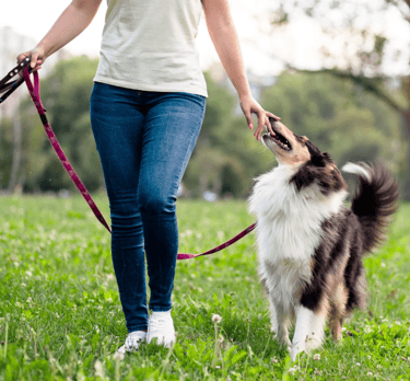 Hund zieht an der Leine