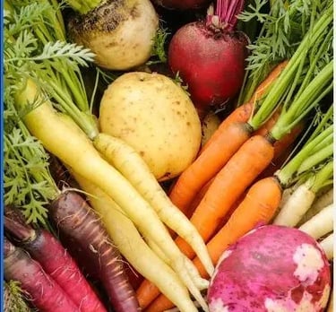 Colourful root vegetable selection, multi-colour carrots, beets, potatoes from Poplar Bluff Organics