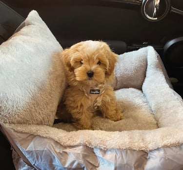 Maltipoo puppies for sale