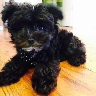 black maltipoo sitting