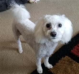 maltipoo-dog-inside-solid-white+(330+x+309)-min-1920w (1)