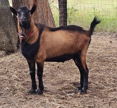 Large Oberhasli buck standing square under a tree looking alert at camera